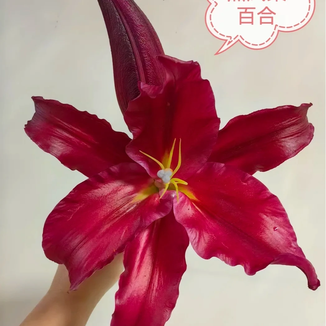 【红色】黑凤梨香水百合【同地址任意两单顺丰包邮，鲜花20%不售后】