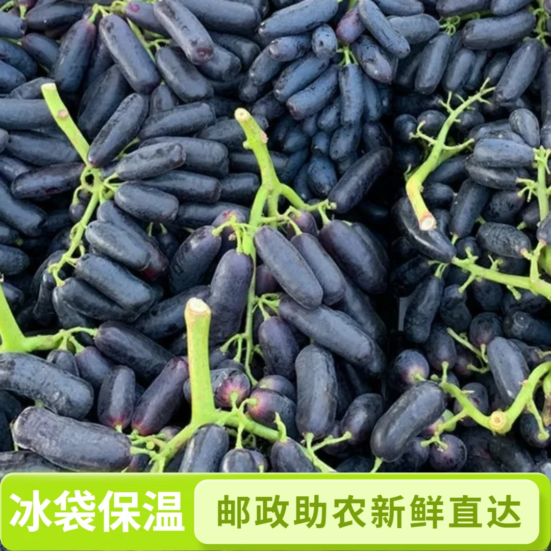 【邮政助农】蓝宝石葡萄脆甜无籽新鲜应季多汁水果包邮美人指金手指