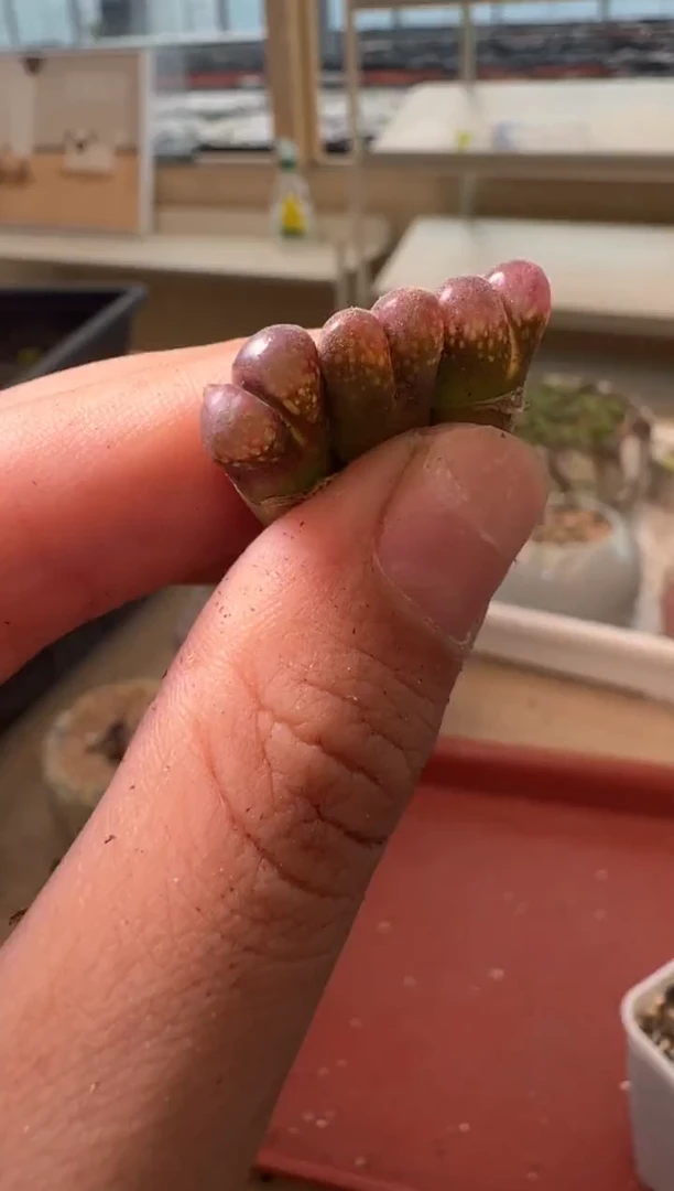 13-298多肉植物肉锥
