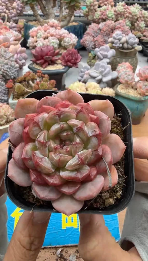 东云多肉园二店-323