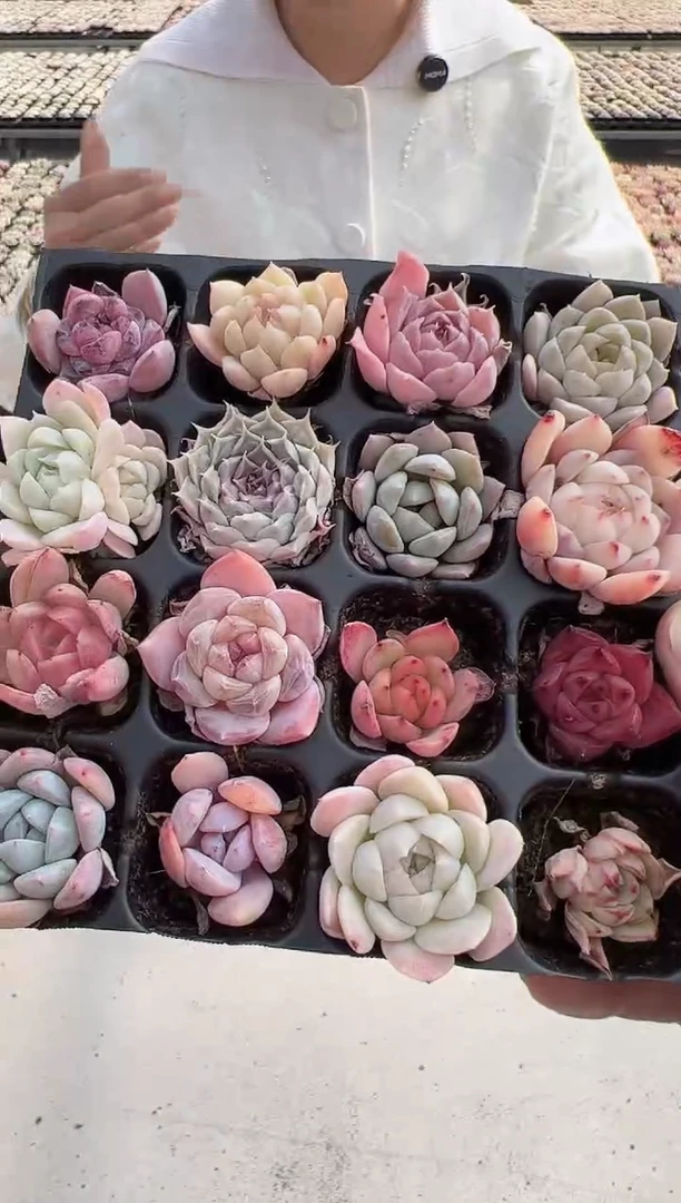 【闪购商品】穴盘多肉-24