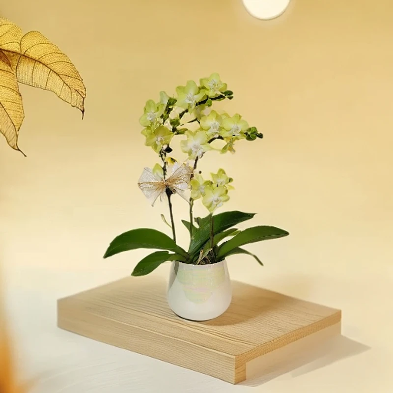 【薄荷糖】果绿色系蝴蝶兰室内种植观赏送礼带花发货