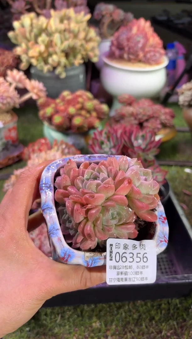 【闪购商品】06356不带盆