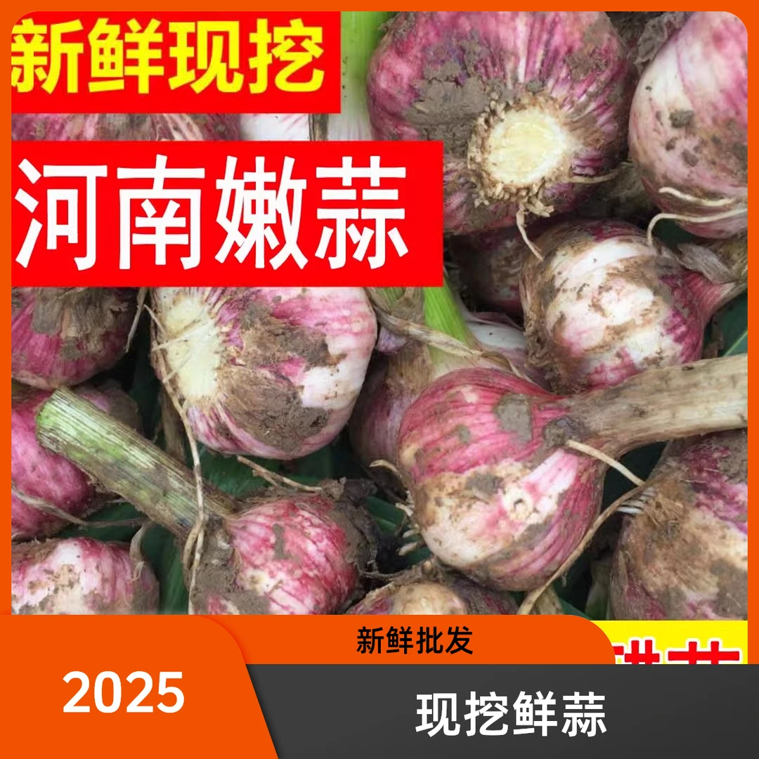 河南2025年现挖鲜湿蒜头批发新鲜紫皮杞县农家自种湿大蒜腌糖蒜