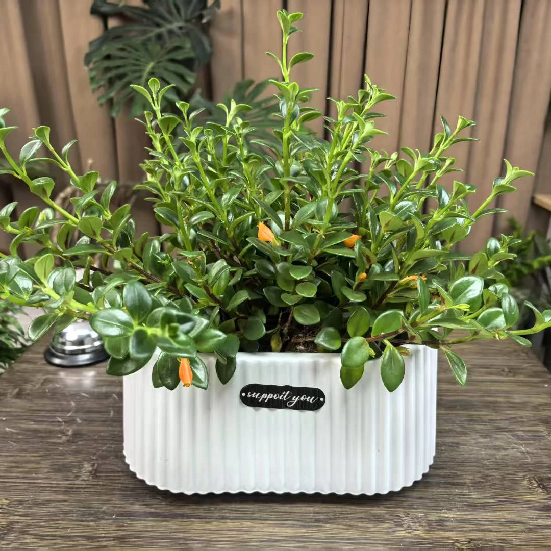 【新疆包邮】金鱼吊兰盆栽植物室内花卉盆景带香味