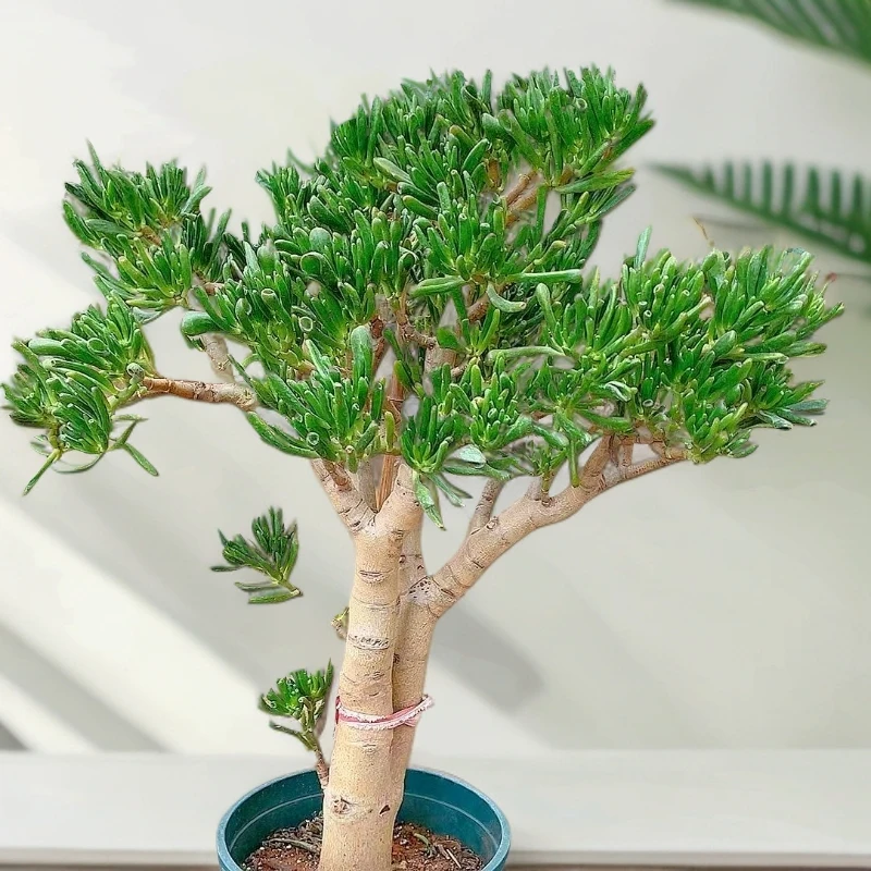 特大号老庄吸财树   好种好养新手必备  老手必养   南方北方绿植