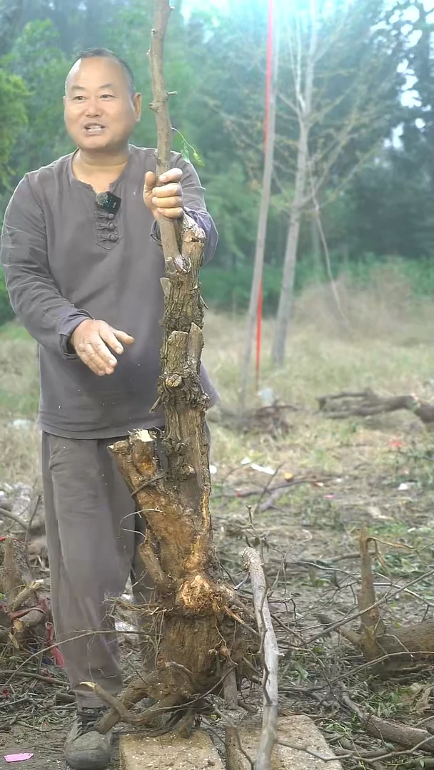 完全开放枣树0018