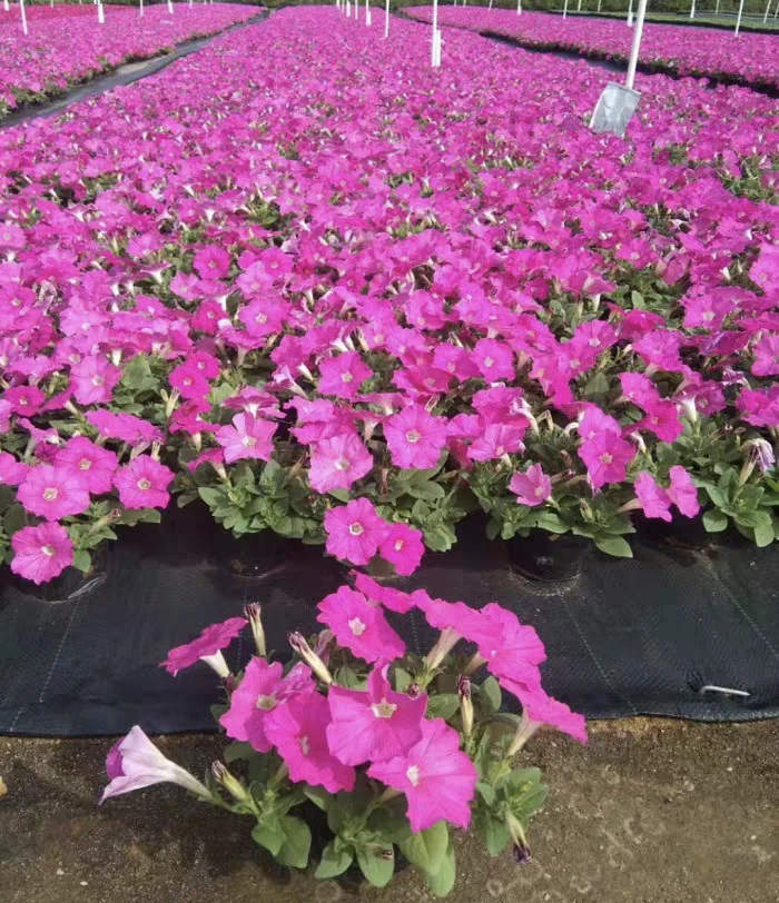[带花苞矮牵牛] 多年生四季开花卉植物庭院室外地栽爆花耐晒好活