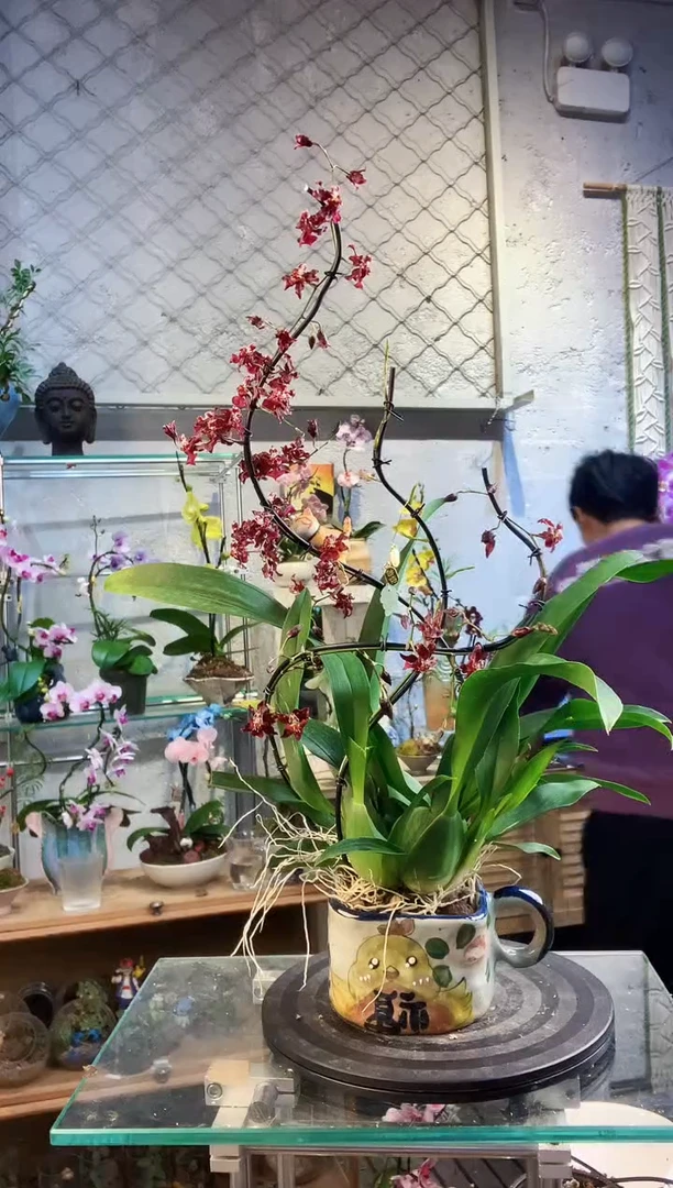 大部分花苞少量开放21412植物杂货店，什么宝贝都有