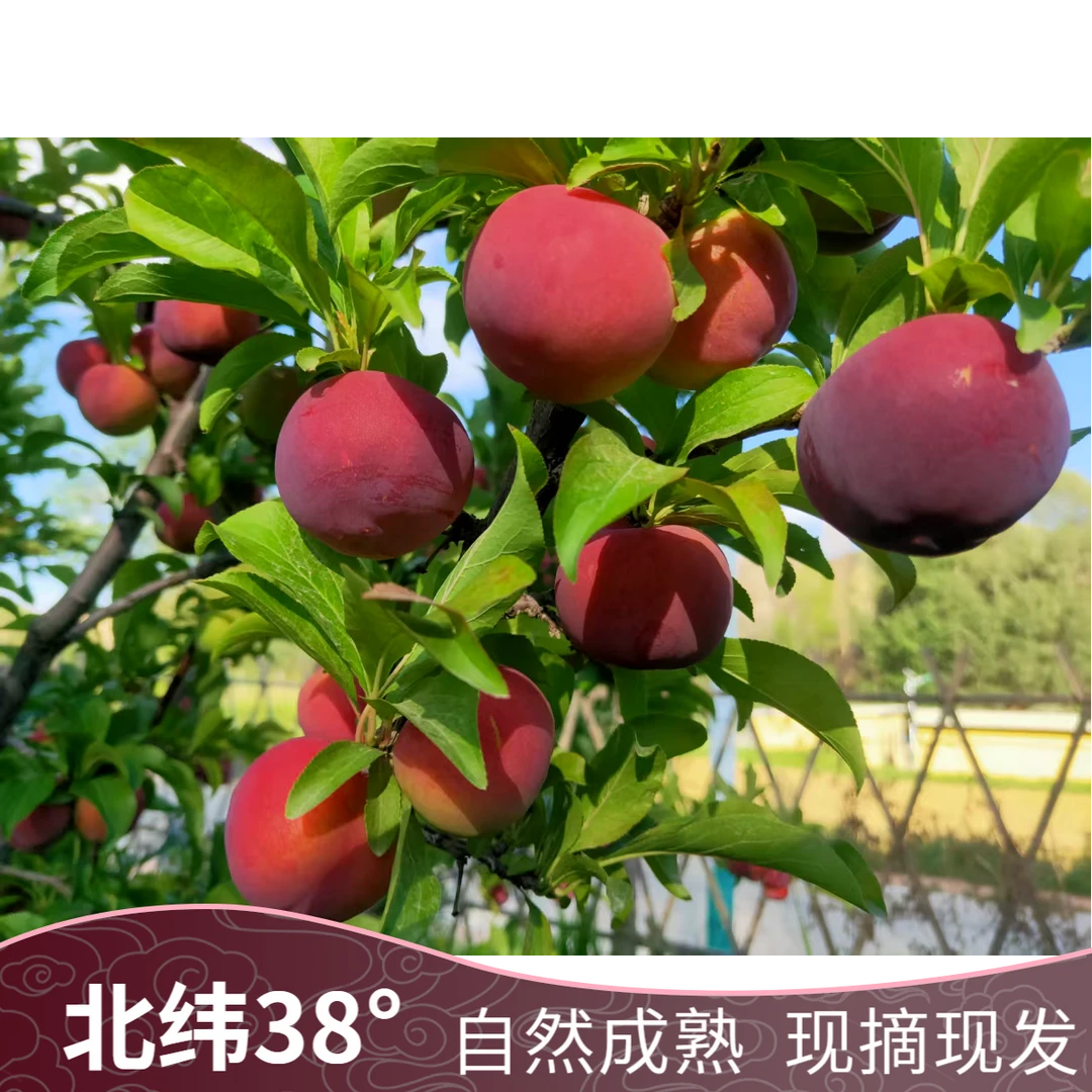 【净3斤小果】北纬38°樱桃李自有果园现摘现发自然成熟（京东包邮）