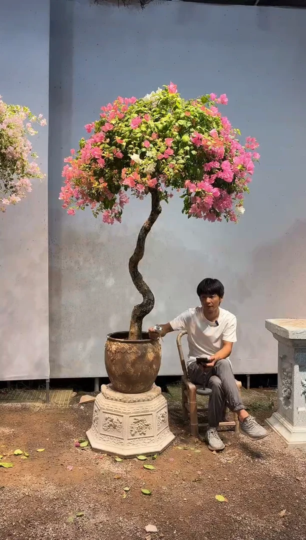 全部花朵童*样三角梅39