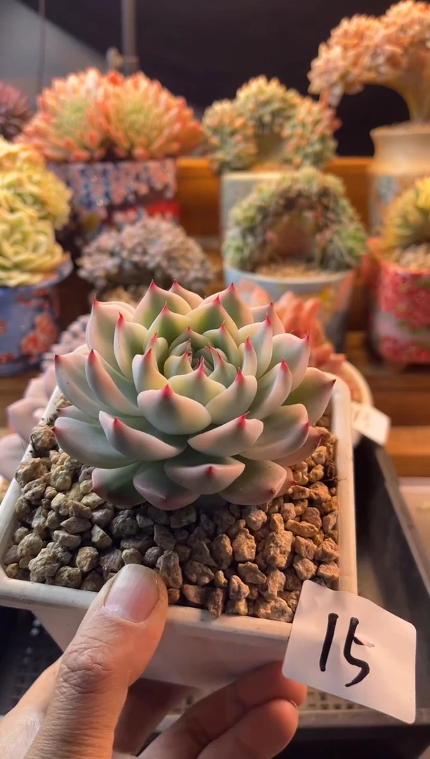 12.18-15吉娃娃锦111111111