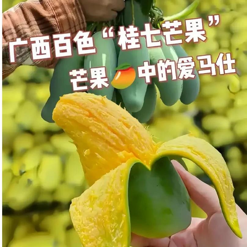 【广西 桂七芒果】应季新鲜水果 当天现摘 3/5/9斤礼盒装【催熟再吃】