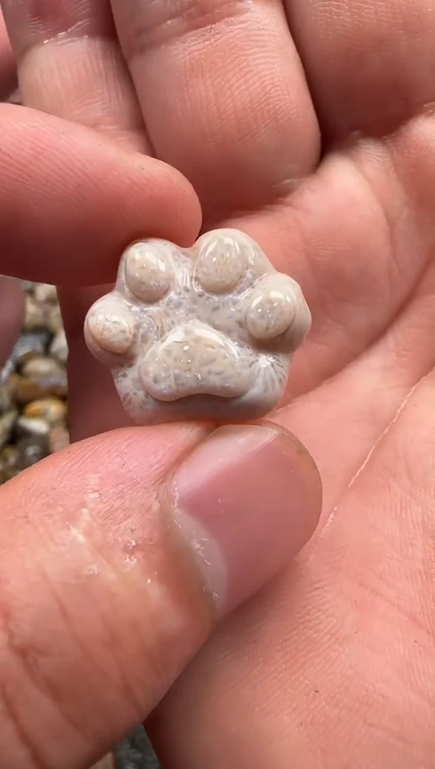 【闪购商品】硅化珊瑚（珊瑚玉）颈饰未镶嵌484