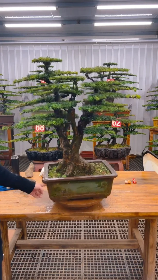 【闪购商品】紫砂精品盆景直播间一物一拍