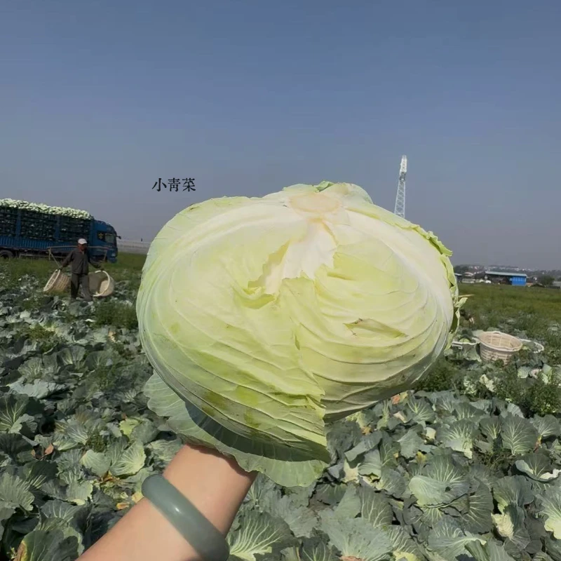 云南露天现摘手撕扁平包菜新鲜直达不等待坏单包赔无忧购