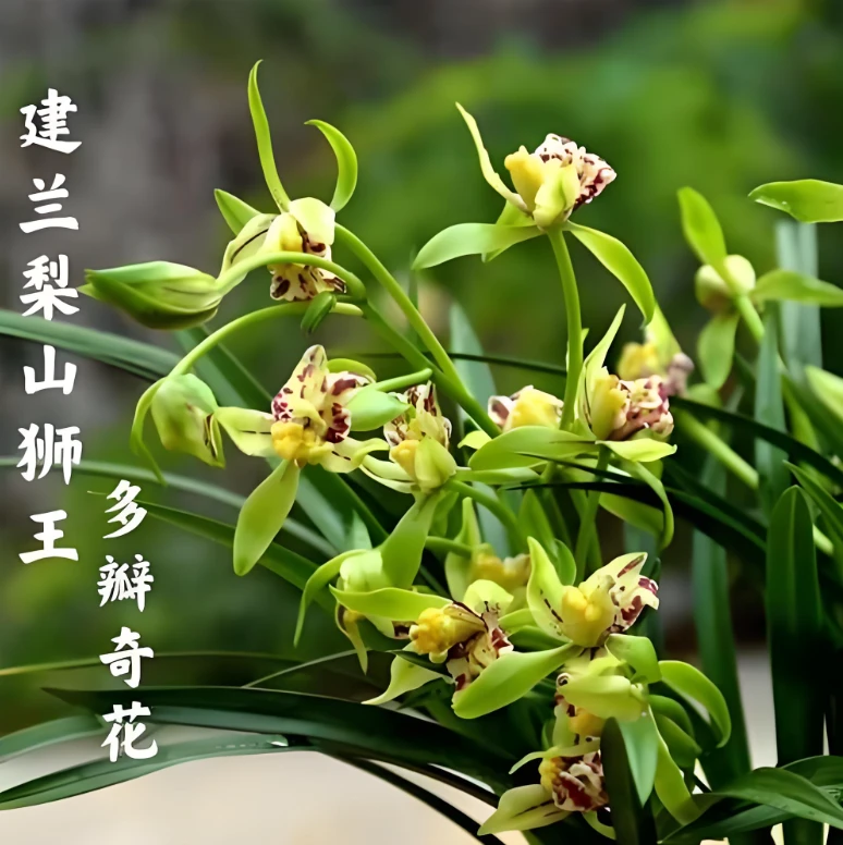 建兰奇花浓香梨山狮王