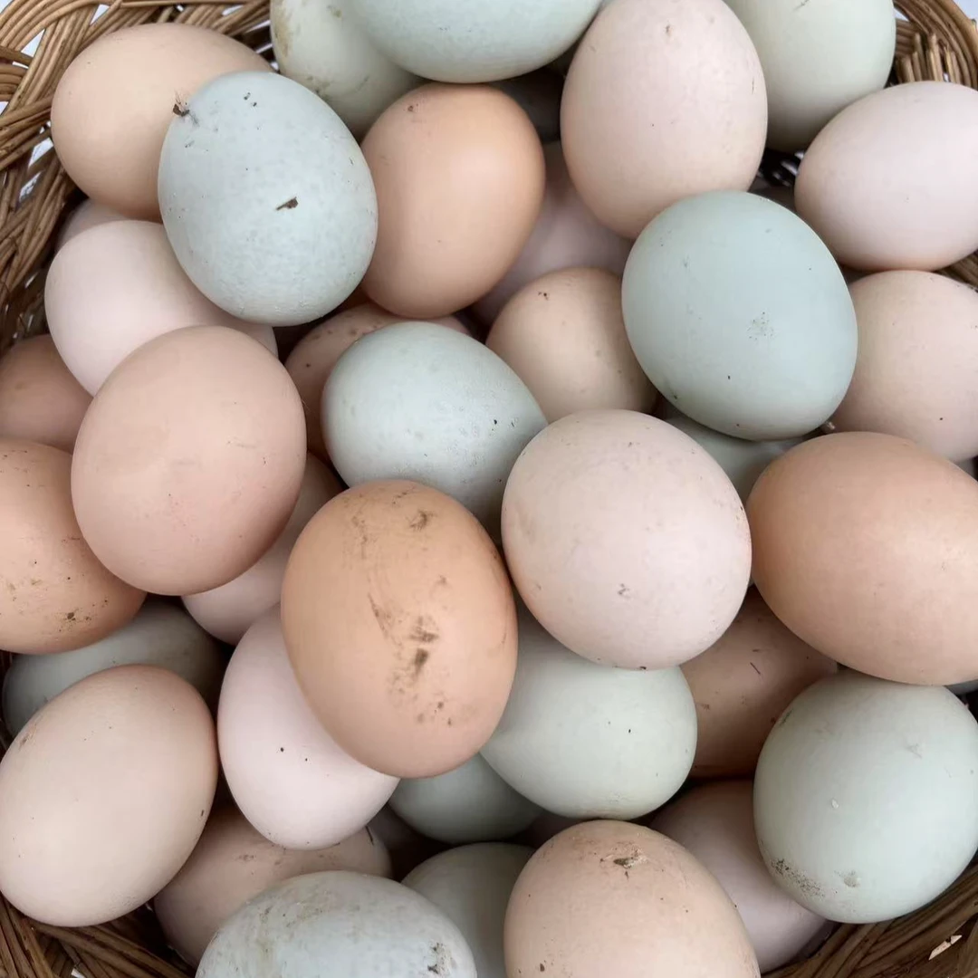 柴鸡蛋 老乡家粮食喂养