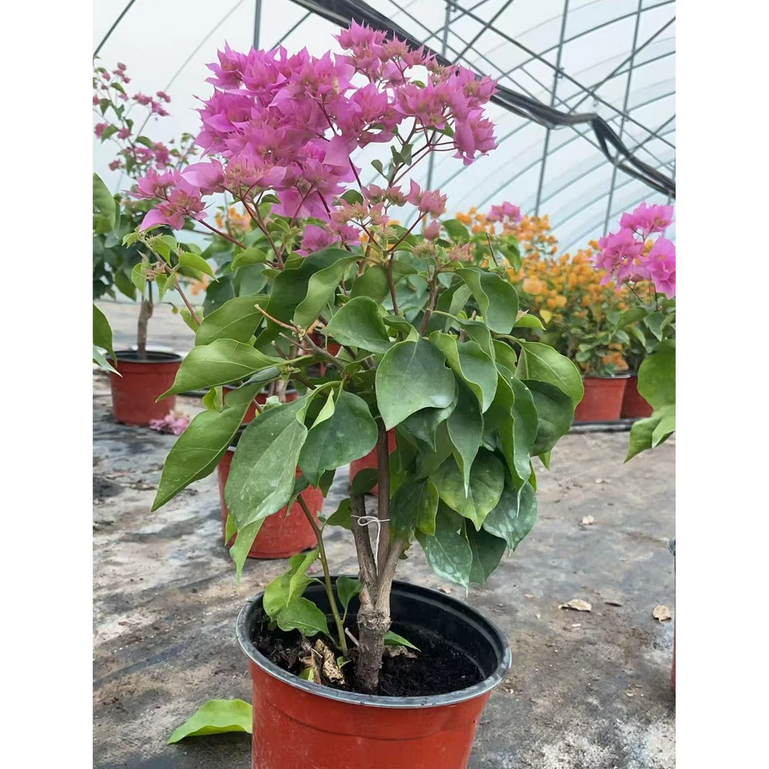 【重瓣粉精灵】1加仑三角梅勤花系列（运输过程掉花掉叶属于正常现象