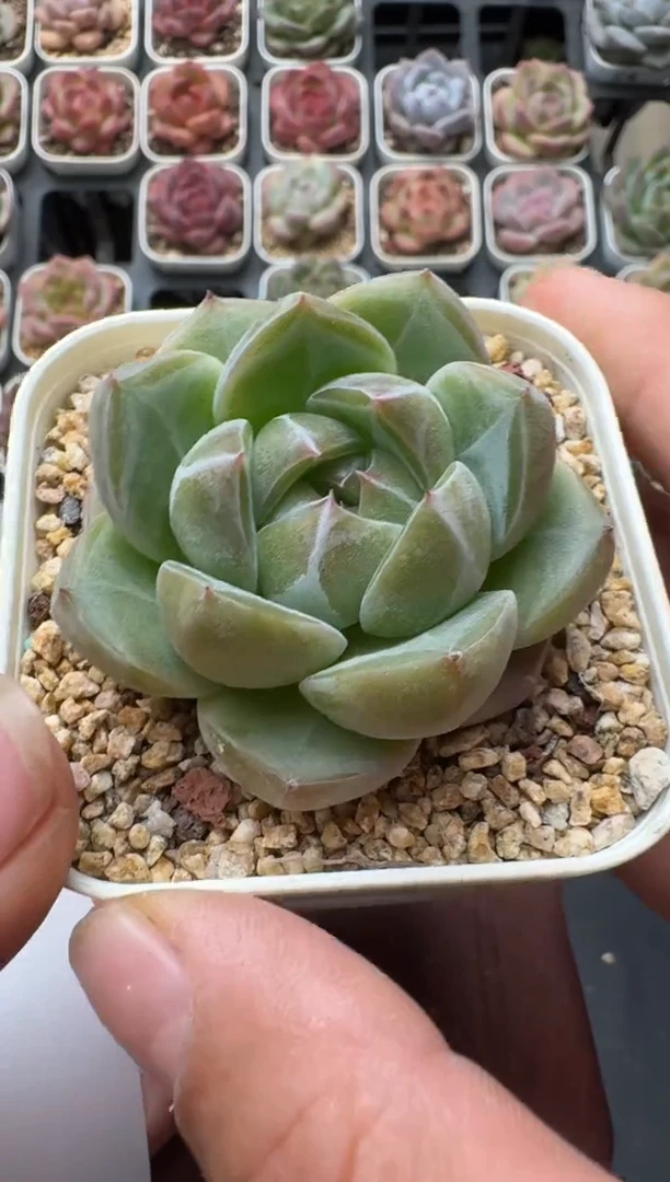 553M带盆土发 当场拍3颗以上包柚 多肉植物 一物一拍
