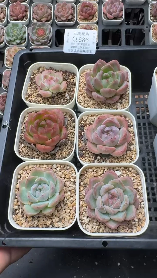 686Q (6.5cm杯）一物一拍 当场直播满3颗包邮