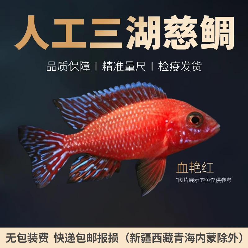 人工三湖慈鲷岩栖类納坎卡塔乐MBJ松比西忙波超级橙小丑观赏鱼