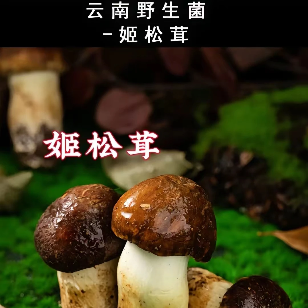 云南农家批发姬松茸