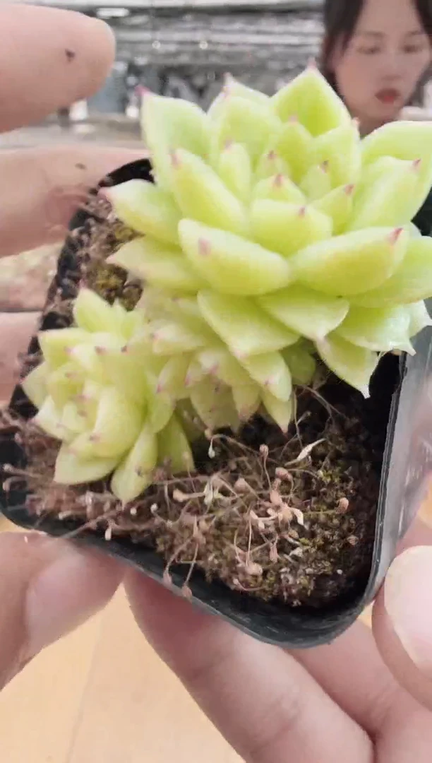 东云多肉园新款-25