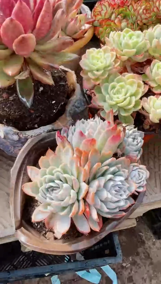 【闪购商品】22349