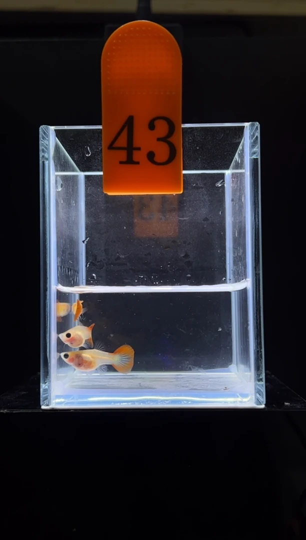 孔雀鱼银河普通体43