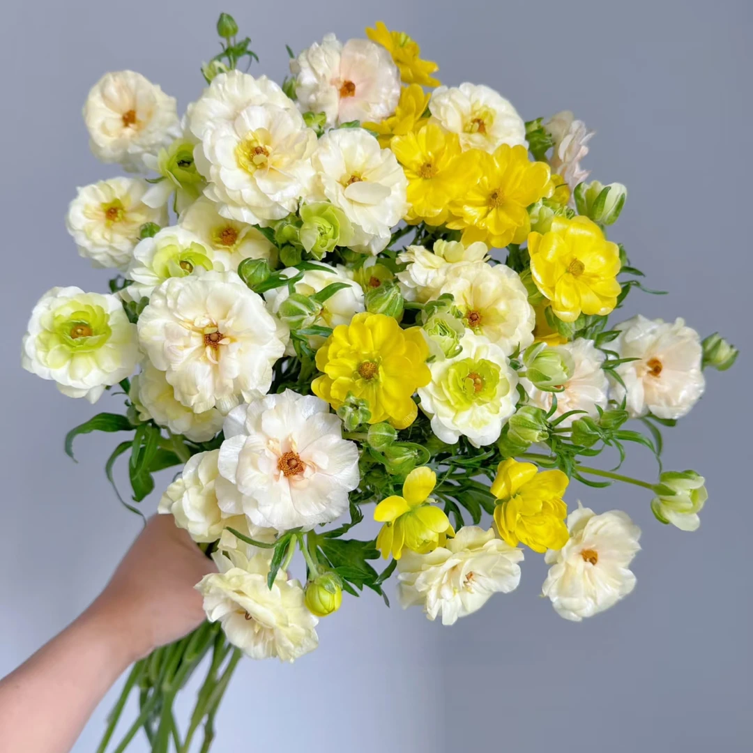 【秦小胖】蝴蝶洋牡丹 好开好养主播推荐（注意：特殊花材  收到醒花）