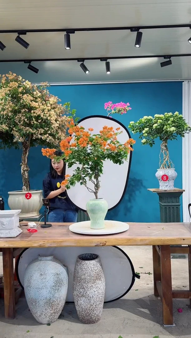 全部花朵爱马仕橙三角梅