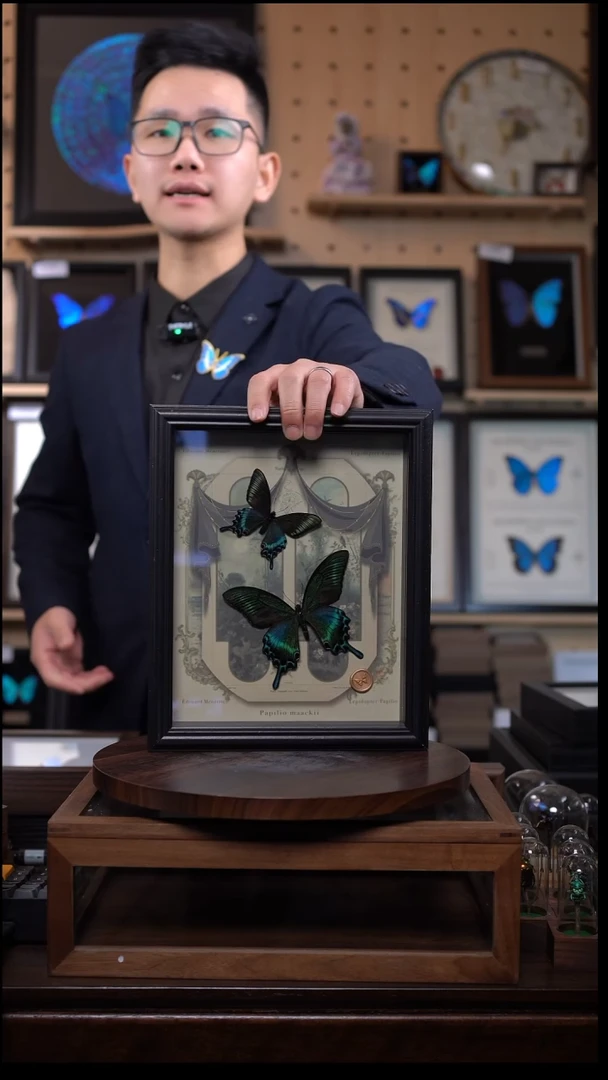 绿带翠凤蝶春夏型组合复古窗花款