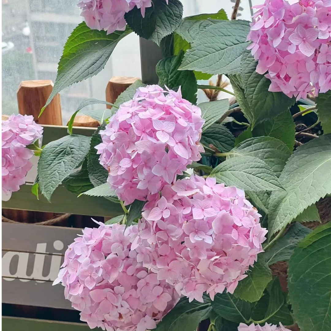【粉色无尽夏】2加仑粉彩色大花多季节新老枝室内室外庭院新手