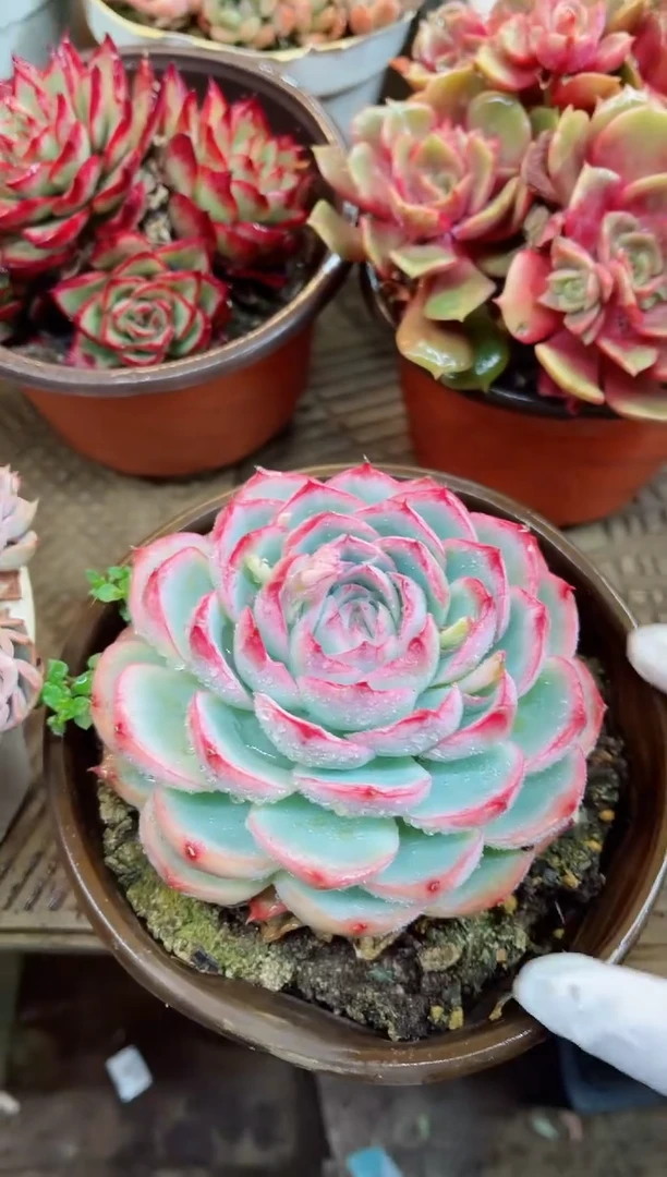 【闪购商品】23003多肉