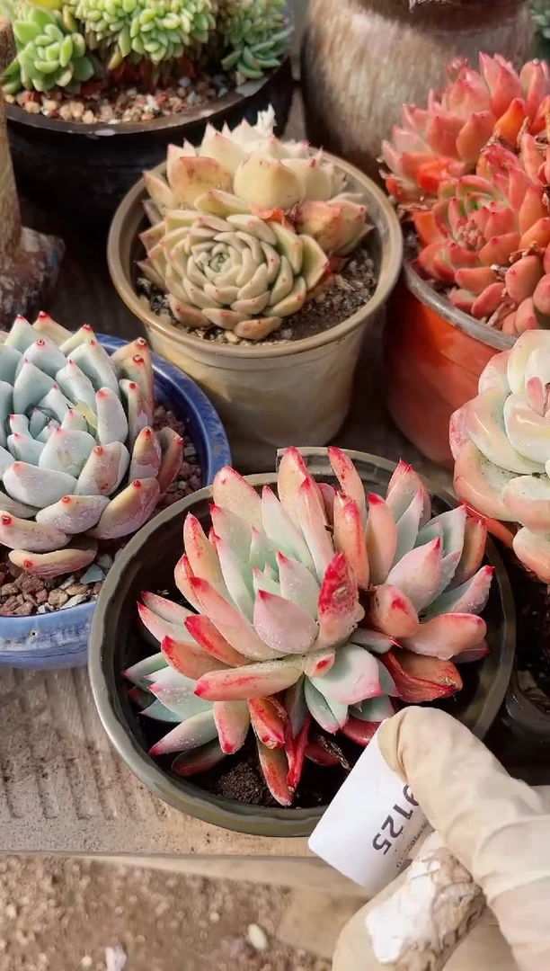 【闪购商品】19125