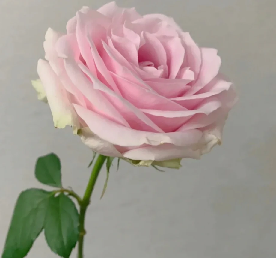 【植此花家】戴安娜单头玫瑰  生活鲜花  昆明基地直发