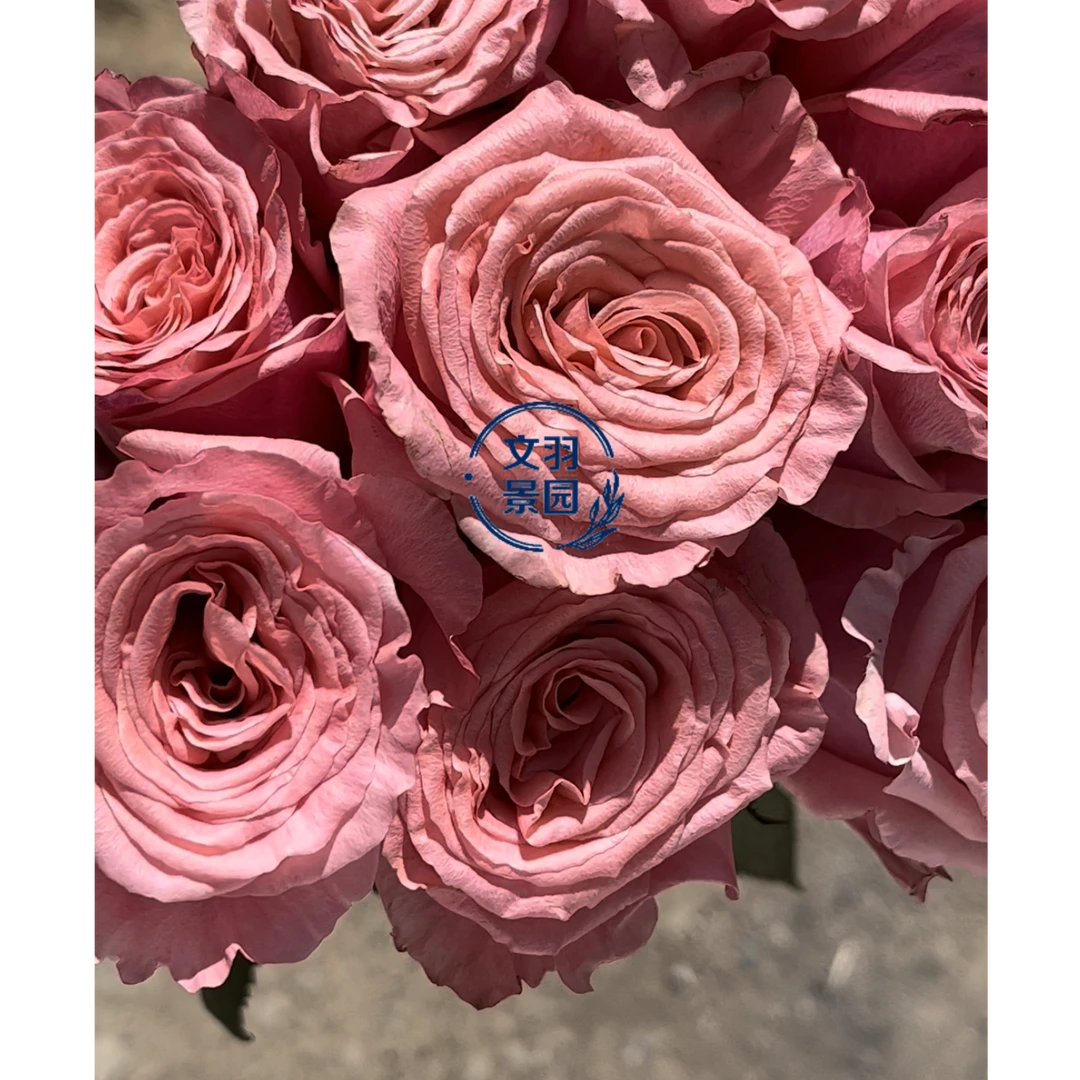 文羽景园【钞能力 】切花月季多季节重复开花