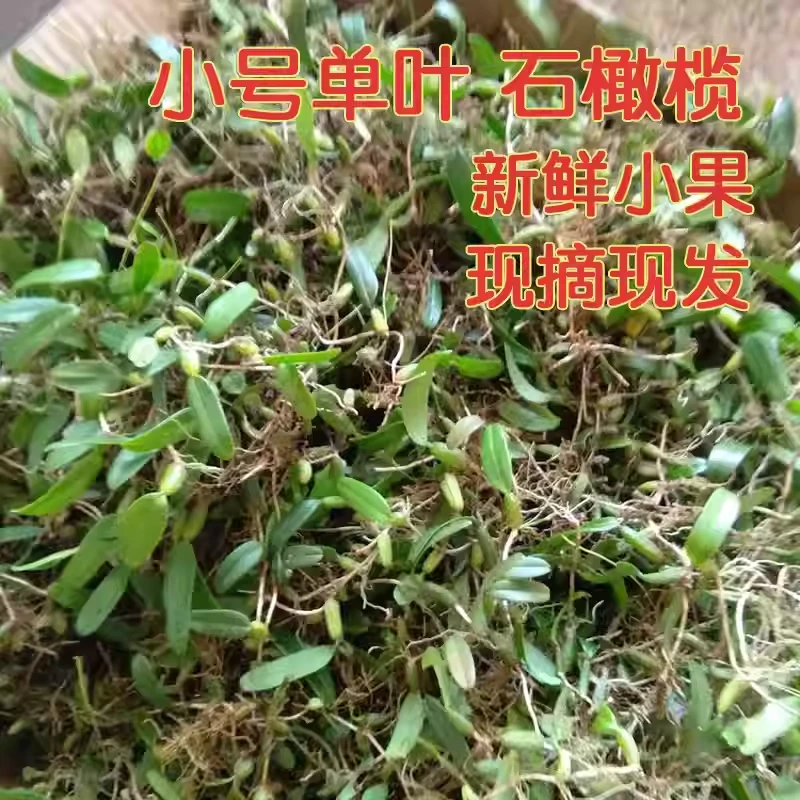 石橄榄草大田农家单叶小号新鲜福建煲汤炖汤人工种植现摘草根炖罐