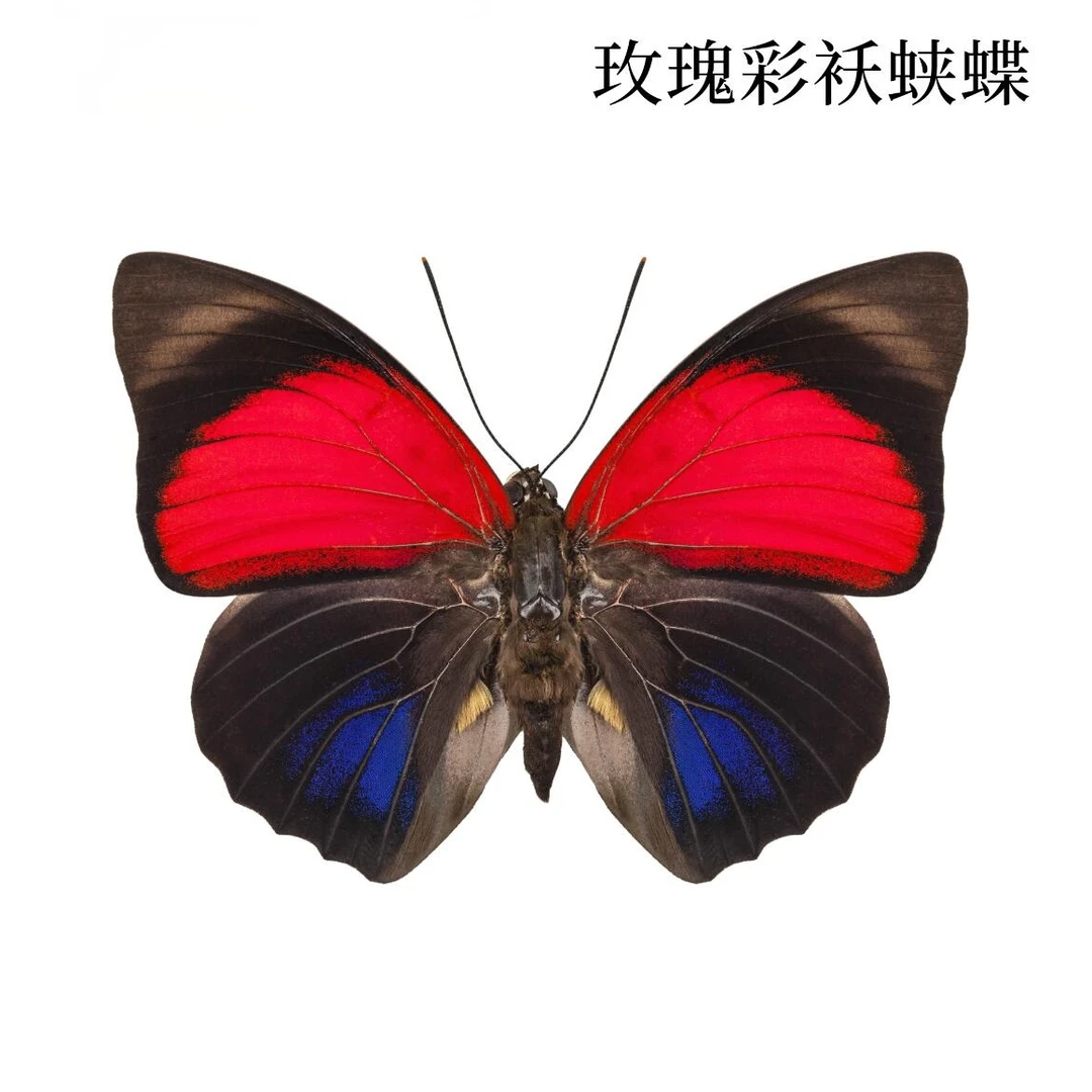 玫瑰彩袄蛱蝶A1蝴蝶标本装饰画流氓叙事缪宏谟剧本杀伴手礼