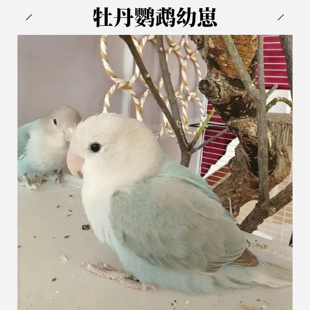 家庭手养精养牡丹鹦鹉手养亲人雏鸟活体宠物鸟包健康