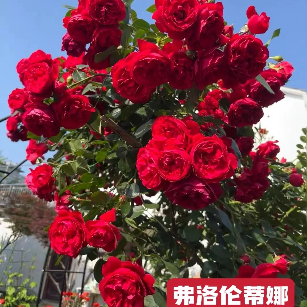 藤本月季花苗特大浓香庭院爬藤植物花卉做花墙拱门首选