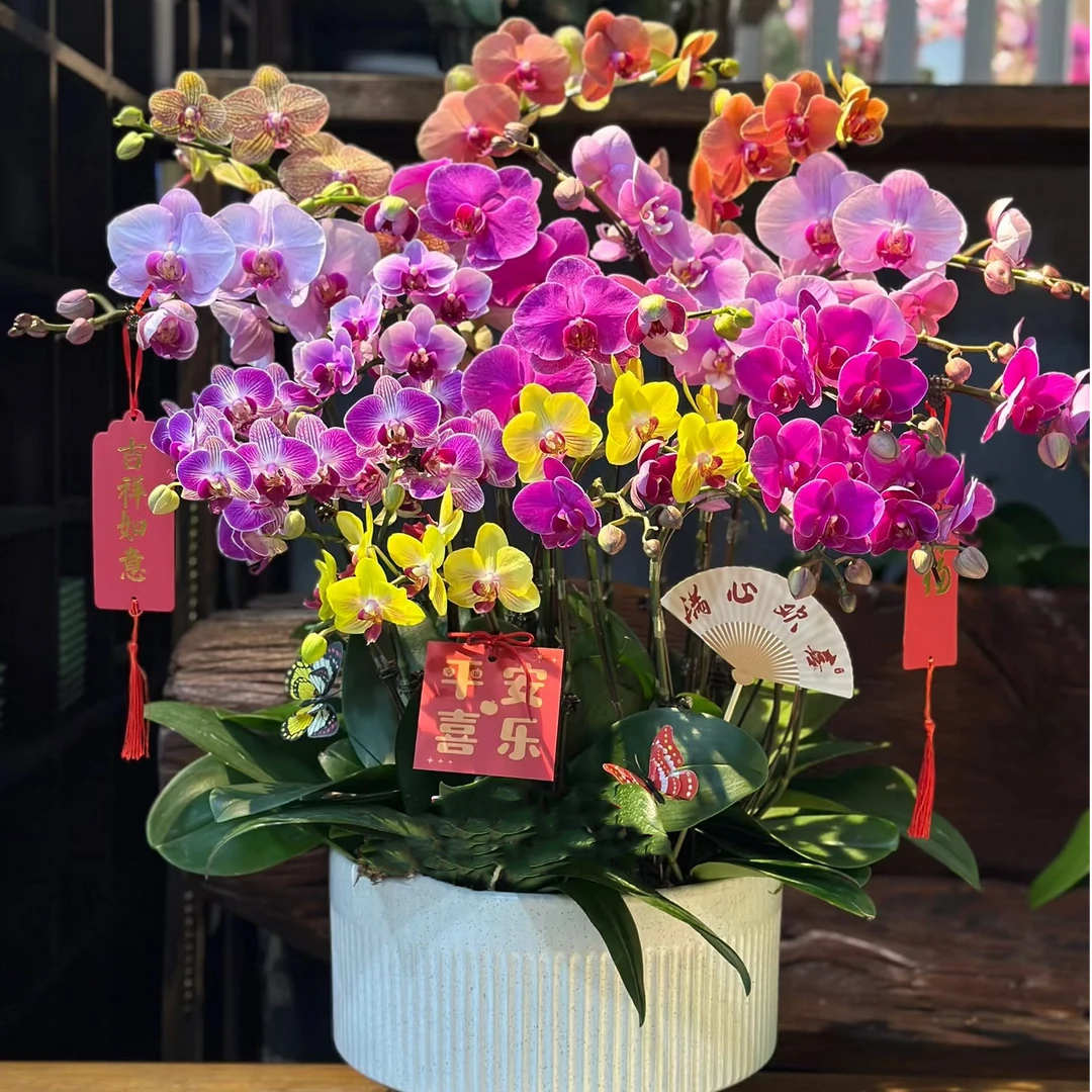 蝴蝶兰盆栽鲜花兰花扣号下单特大链接玛格丽特（600-700）