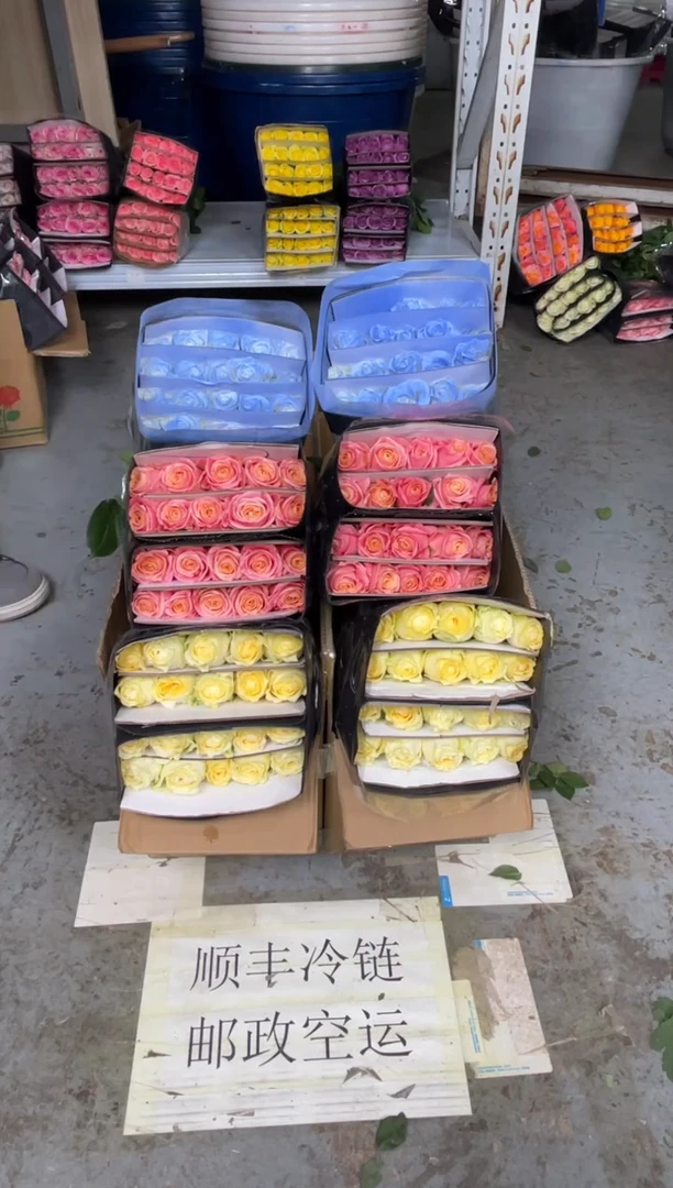 奶油杯20枝+朱小姐20枝+碎冰蓝20枝