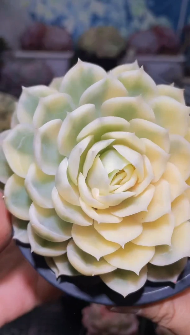 【闪购商品】098昂锦