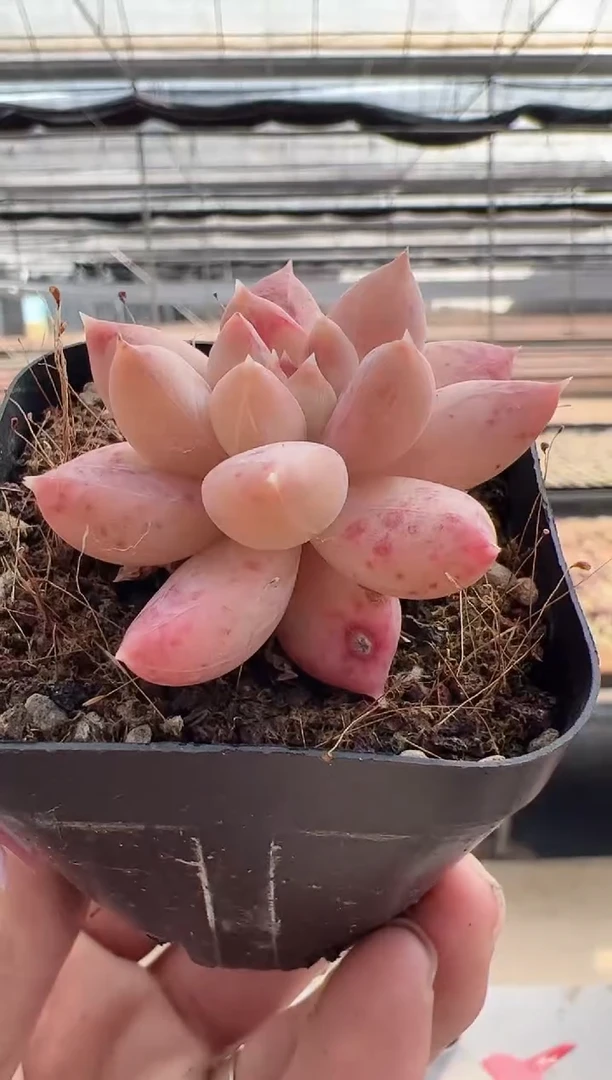 【闪购商品】木兰-7