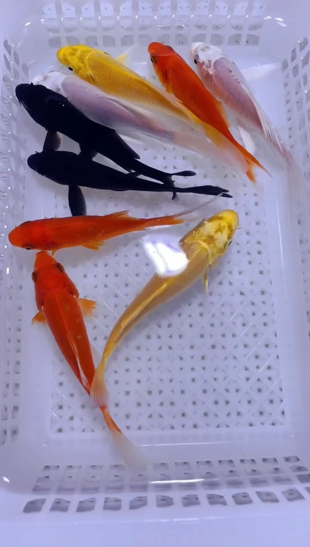 锦鲤多色搭配冷水观赏鱼9条