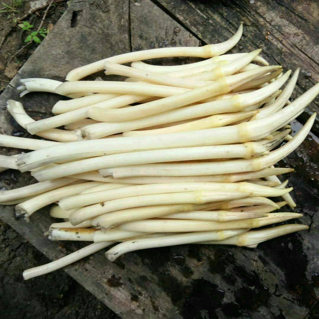 【顺丰包邮】湖北特产新鲜藕带藕尖现挖现发