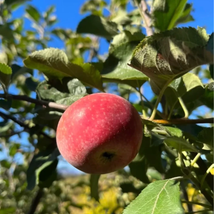 五莲正宗小国光苹果酸甜水果小国光老树苹果