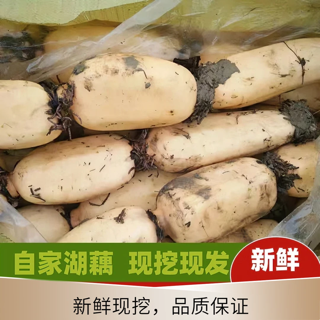 新鲜现挖嫩莲藕当季新藕洪湖白莲藕炒菜凉拌脆嫩莲藕片做馅料炖汤